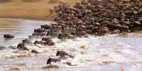 4 Days>Kenya Plains>migration safari package Kenya