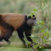 Rwanda Virunga Primates Safari>4days