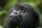 Rwanda Virunga Gorillas Express Safari>rwanda safari >3 Days VGE