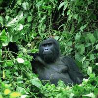 Gorilla in Bwindi Safaris GBS (4 Days)
