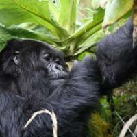 Rwanda Gorillas Trek Twice Safaris>Rwanda gorilla safari >4 days