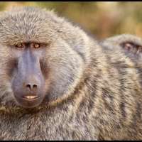 Rwanda Virunga Primates Safaris>safari package rwanda~4days